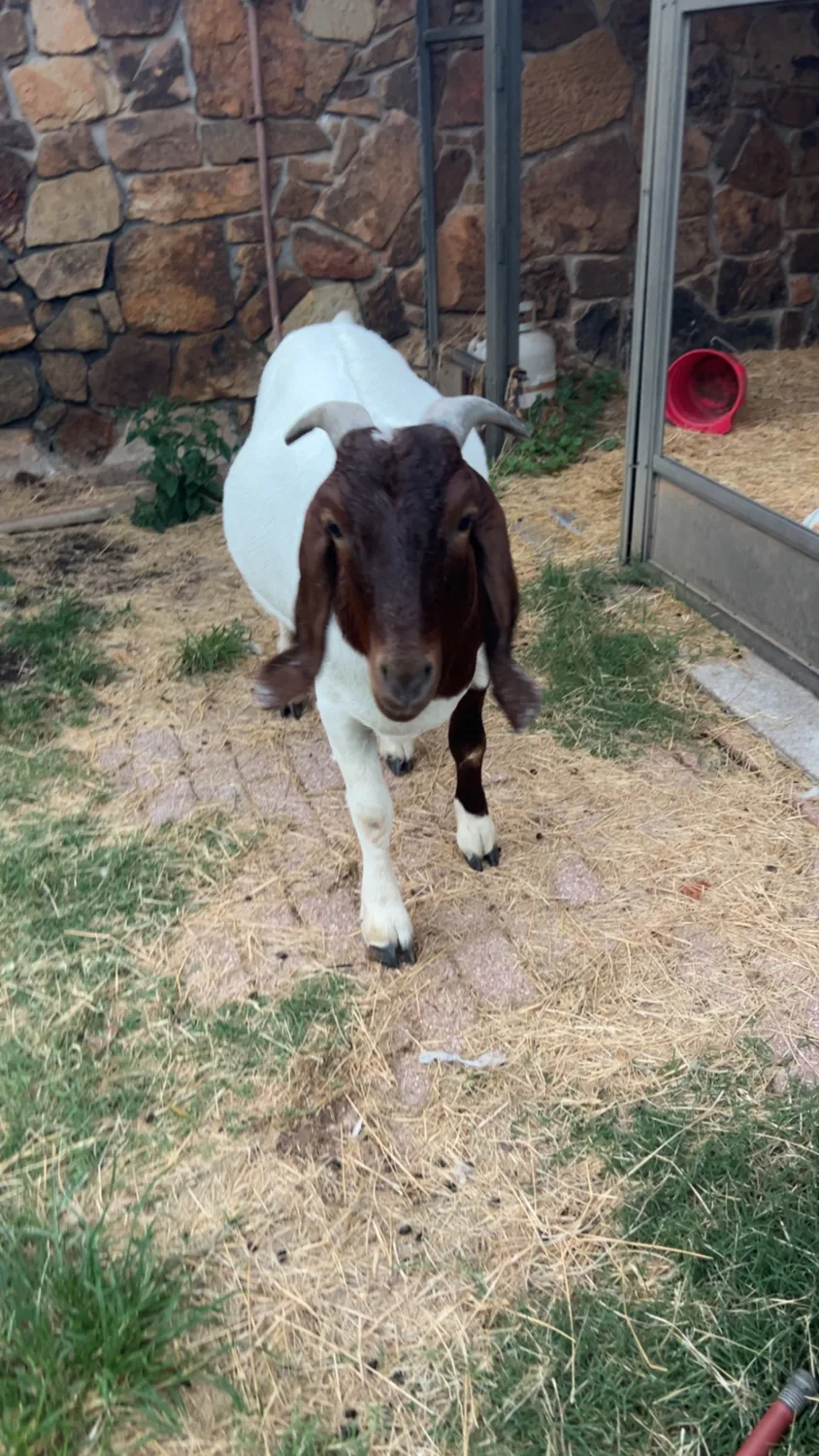 A brown-and-white goat approaching the camera beside a stone wall and open glass door.