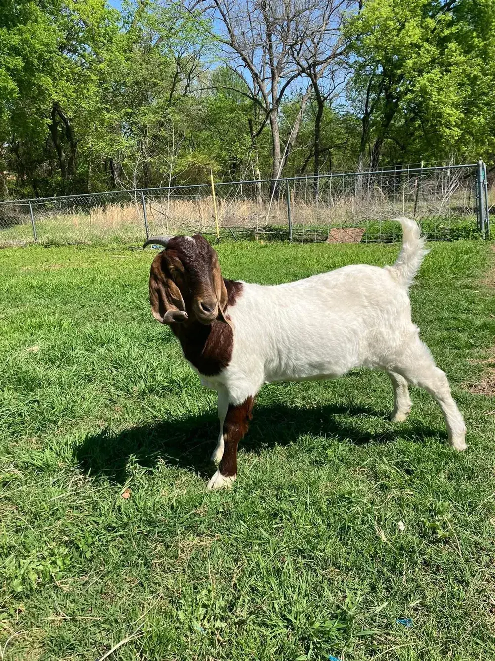A brown-and-white goat standing in a sunny green yard, looking toward the camera.