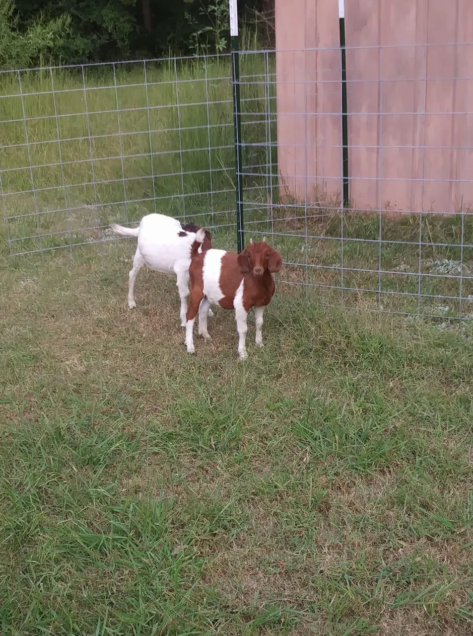 Kaitlyn Dale and Lulabell, our two original goats, standing together beside their fenced shelter.